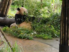 -都江堰中华大熊猫苑