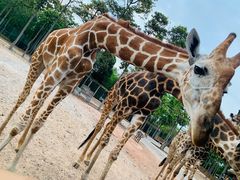 -清迈夜间动物园