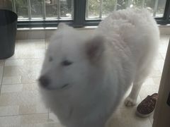 -艾贝尔宠物医院·狂犬免疫点(江山金象城店)