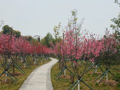 -三垟湿地
