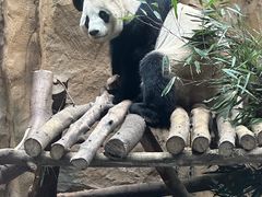 -成都动物园
