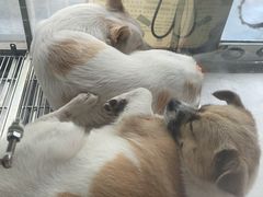 -太原东方动物医院(小店分院)