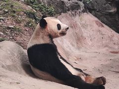 -都江堰中华大熊猫苑