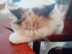 -吉丁鸟咖·异宠·寄养