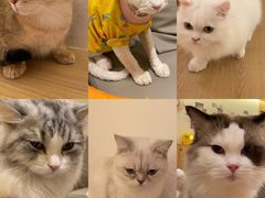 -猫腻·猫咖·撸猫馆(星光大道店)