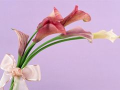 -荷兰布尔玛国际花艺学院