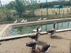 -上海长兴岛郊野公园