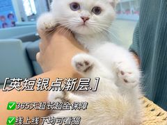 -lincat·猫舍(广州店)