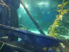 -锦艺城海洋馆