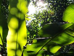 -深圳仙湖植物园