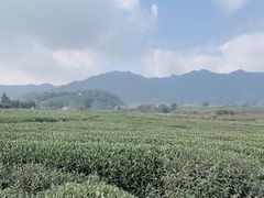 -午潮山国家森林公园