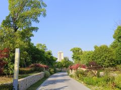 -九科绿洲