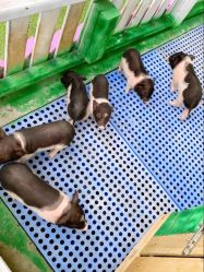 -萌宠亲子动物乐园(槐房万达店)