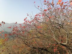 -香山公园