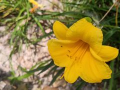 -合肥滨湖国家森林公园