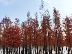-白鹭湾湿地公园
