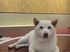 -和它·交个朋友·狗咖猫咖(爱琴海店)