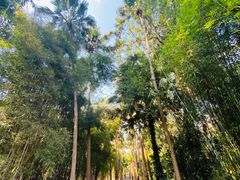 -中国科学院西双版纳热带植物园