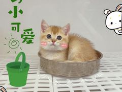 -lincat·猫舍(广州店)