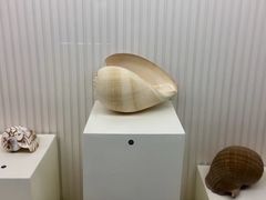 -青岛贝壳博物馆