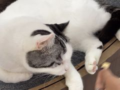 -喵园·猫主题咖啡厅·撸猫·猫咖(国贸店)