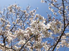 -高东镇樱花园