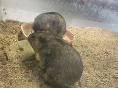 -浣熊柯尔鸭土拨鼠·电玩咖