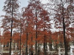-池杉湖湿地公园