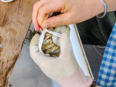 -阳澄湖大闸蟹·琼灵阁牌品牌连锁(吴中总店)