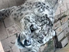 -青藏高原野生动物园