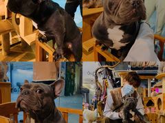 -more than meow吴止猫主题餐厅(承德 中船汇店)