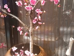 -老板恋上鱼(高新万达店)
