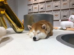 -柴务处·柴犬主题狗咖