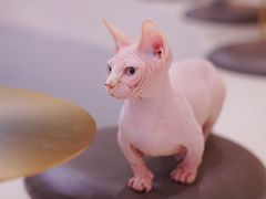 -飞行喵MR PILOT|猫舍·猫咖(静安大融城店)