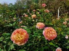 -人民公园(罗湖区)