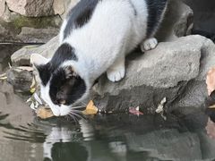 -西园寺素食(西园弄戒幢律寺店)