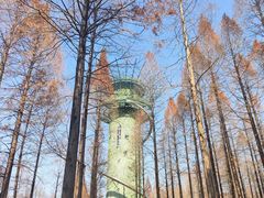 -黄海国家森林公园