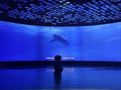-同济大学四平路校区深海探索馆