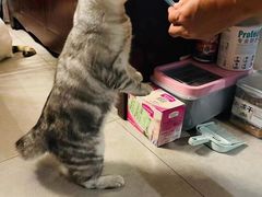 -纳吉亚猫专科动物诊疗中心(蒋宅口分院)