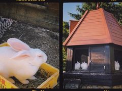 -神户市立六甲山牧场