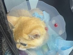 -纳吉亚猫专科动物医院·北北分院