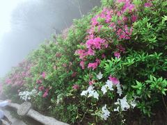 -梧桐山风景名胜区