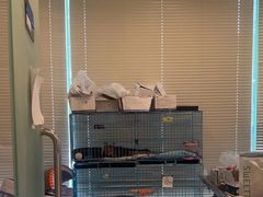 -瑞派申生动物医院·24H夜诊·国际动物医疗中心·骨外科(吴中路店)