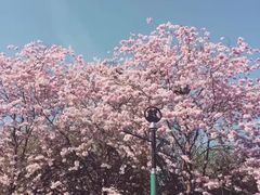 -巴黎迪士尼乐园