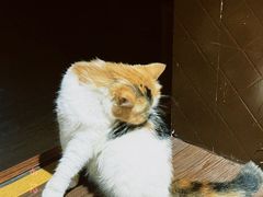 -猫岛主趣味餐厅(鼓浪屿店)
