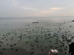 -深圳湾公园(南山区)