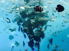 -瑞德姆美人鱼海底演艺主题餐厅(亚龙湾店)