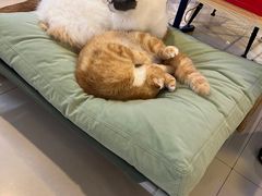 -平行世界·猫咖(首经贸店)