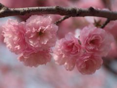 -天适樱花悠乐园