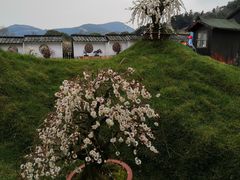 -香雪海